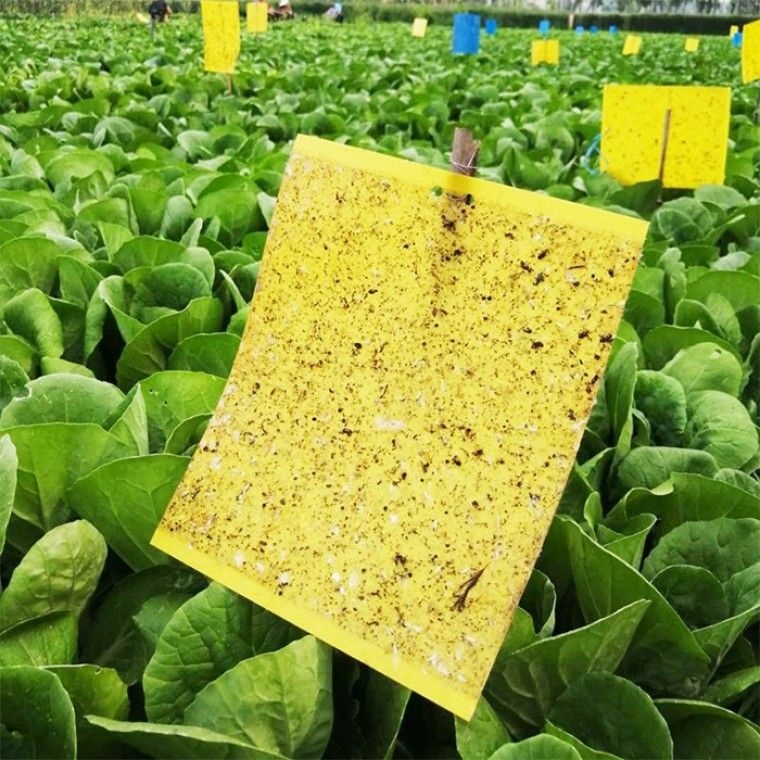 하루살이 날파리 벌레  나방파리 유인제 퇴치기 끈끈이 트랩 20x25 초파리 시트