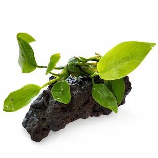 아누비아스 나나 활착 화산석(현무암)