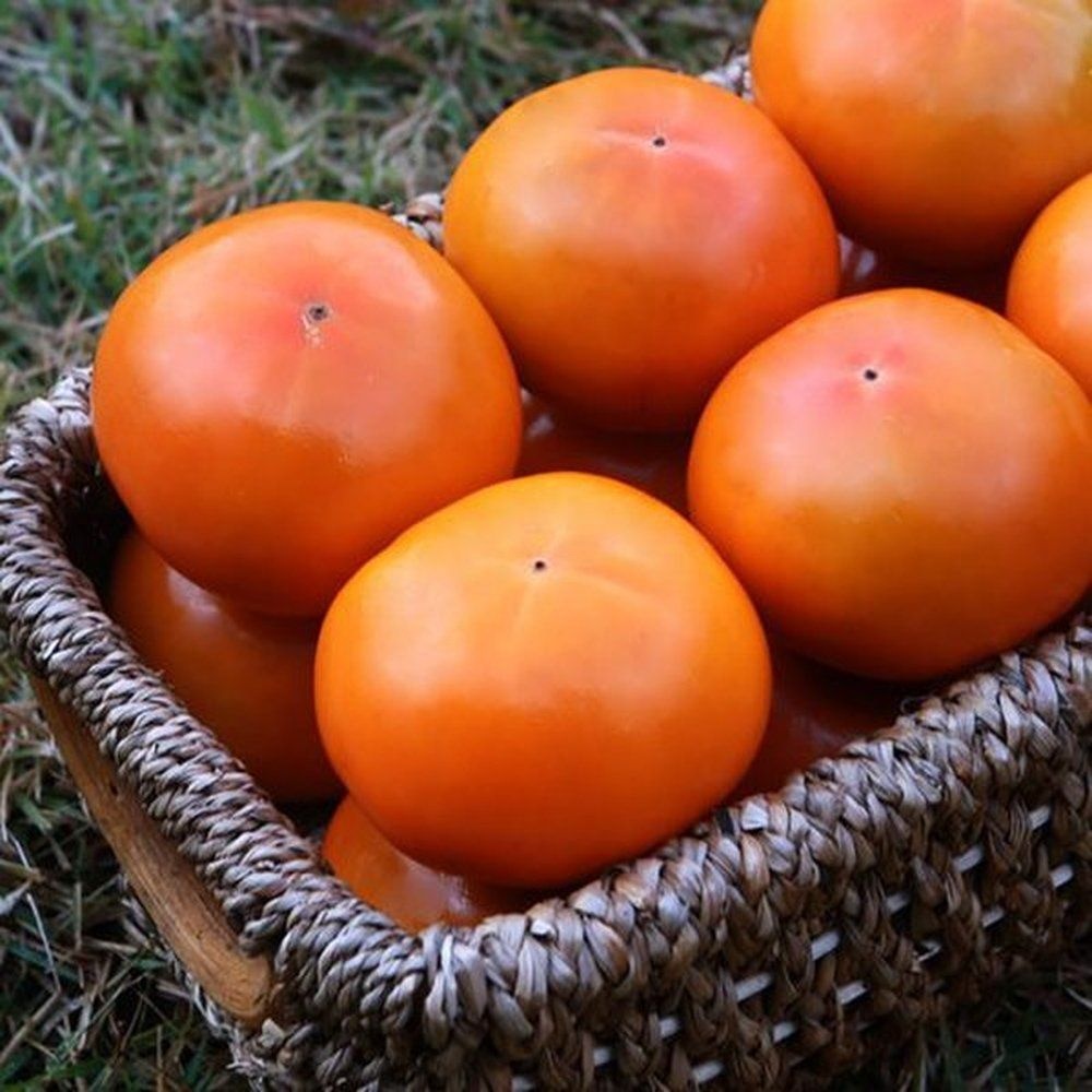 (이베따)경남 햇 단감 10kg(61-70과) 실중량