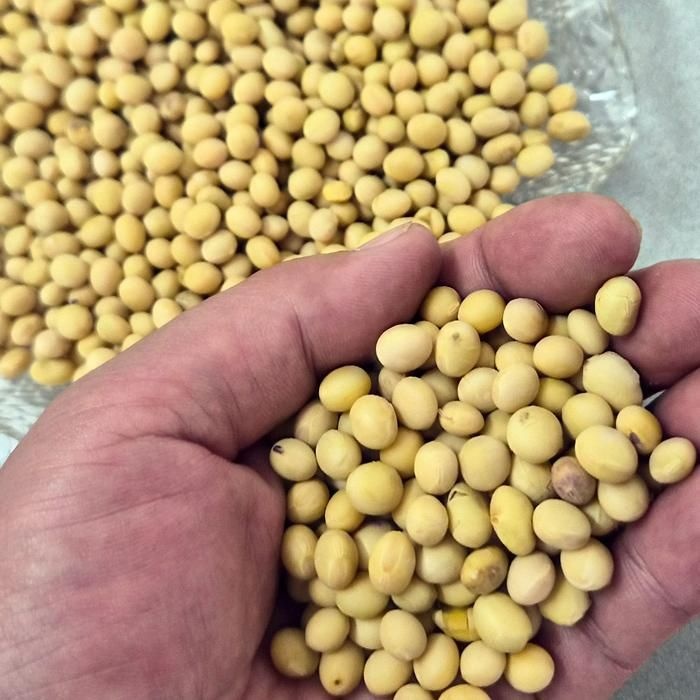 싱싱 국산 메주 콩 5kg 햇메주콩 노란콩 국산 백태 콩 5kg 두유용콩 밥에넣는콩 노랑콩