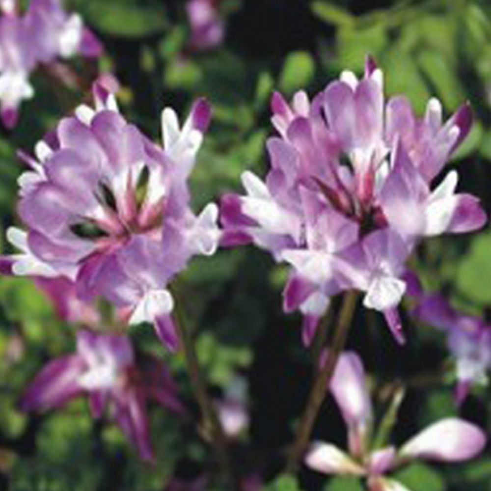 씨앗판매 자운영 꽃 재래 씨앗 야생화 꽃씨 종자 정원 1000립