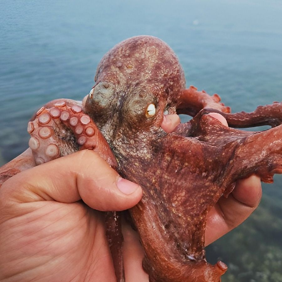 [롯데온] 국산 자연산 돌문어 1kg (19,950원/무료)