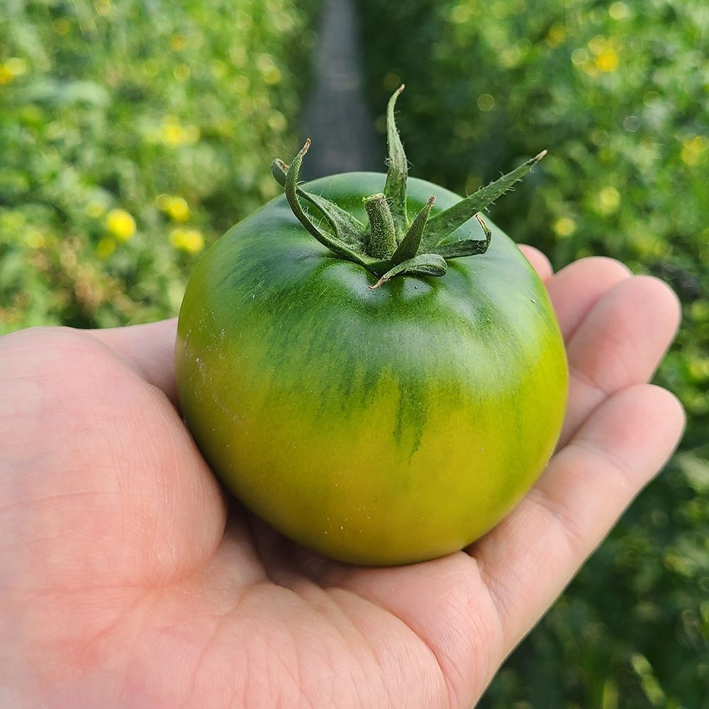 대저 토마토 짭짤이 일반 2.5kg 산지직송