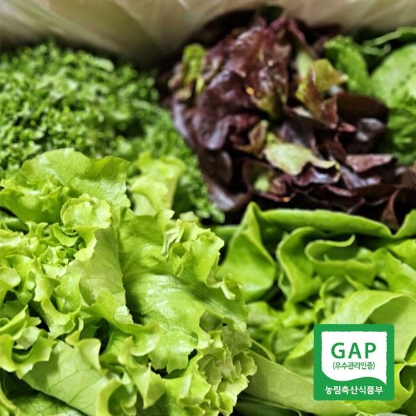 [농협] GAP인증 유러피안 샐러드쌈채소 1kg (기본4종+랜덤1~2종 당일수확출고)