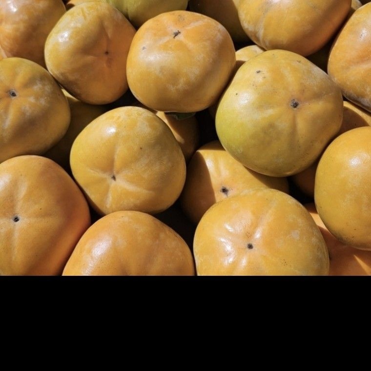 상서페이지 진영 감 대봉 부여단감 못난이단감10KG 태추