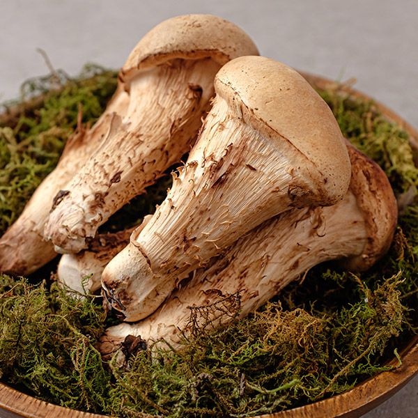 [롯데백화점] 자연맛남 현무암버섯 철원 참송이 버섯 1kg 못난이 LE1217927138