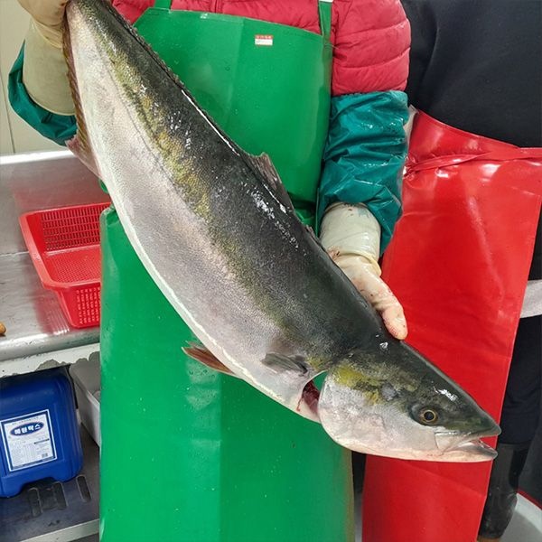 [롯데백화점] 자연맛남 제철 방어회 8-10kg이상만 손질 대방어 필렛 3인분 500g내외 (김2/초장1)