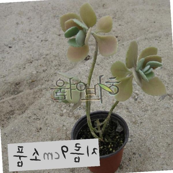 벨벳잎 카랑코에 묵은둥이 실내공기정화 베란다정원 테이블장식 힐링식물 감성인테리어