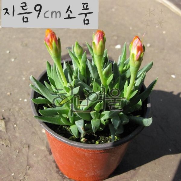 꽃피는다육 베란다정원 테이블장식 힐링식물 실내공기정화 키우기쉬운 감성인테리어