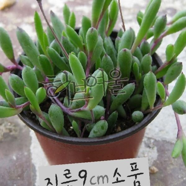 루비목걸이 다육식물 루비네크리스 늘어지는 행잉식물 공중화분 실내정원 감성인테리어