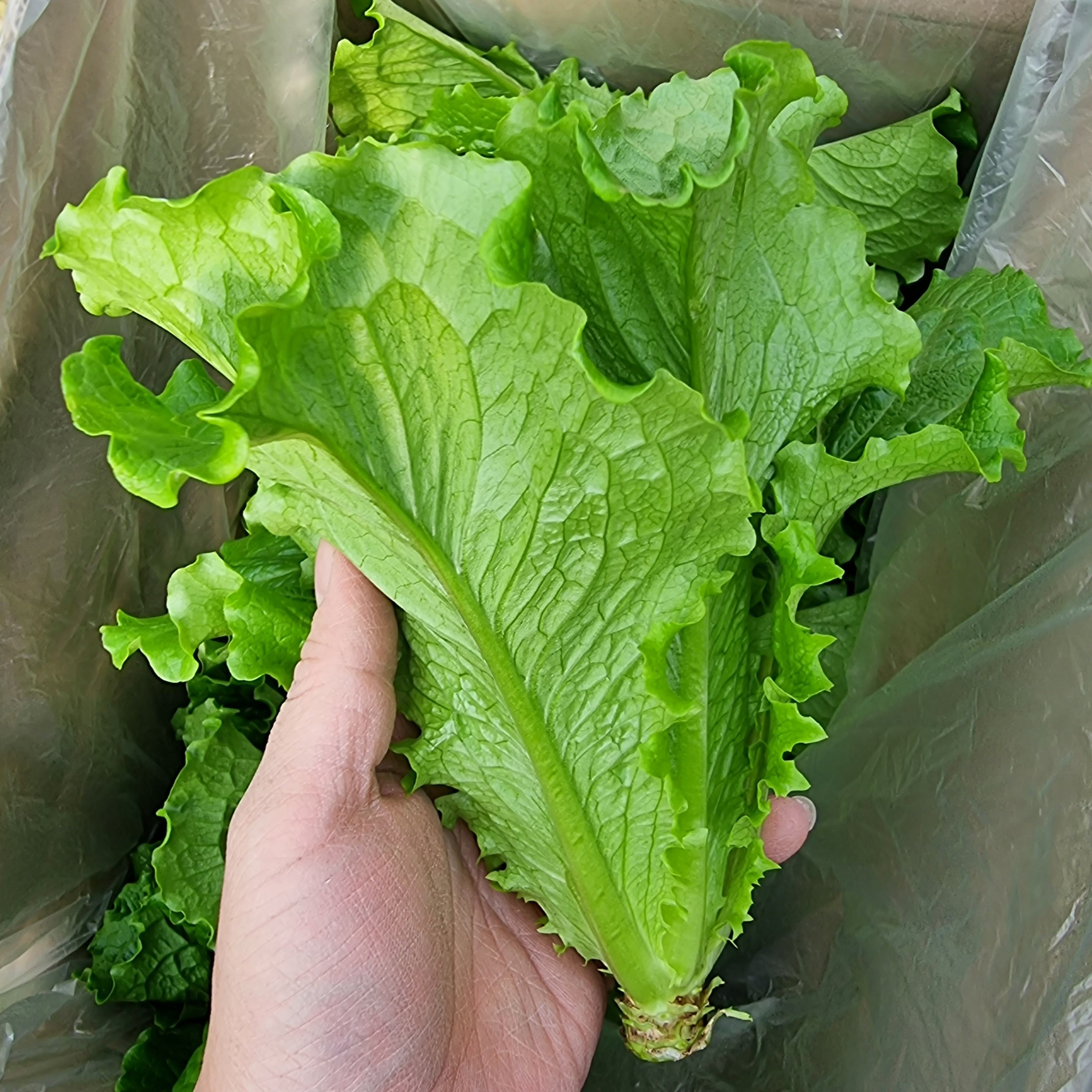 [롯데온] 통 로메인청상추 1kg/2kg (4,000원~/무료)