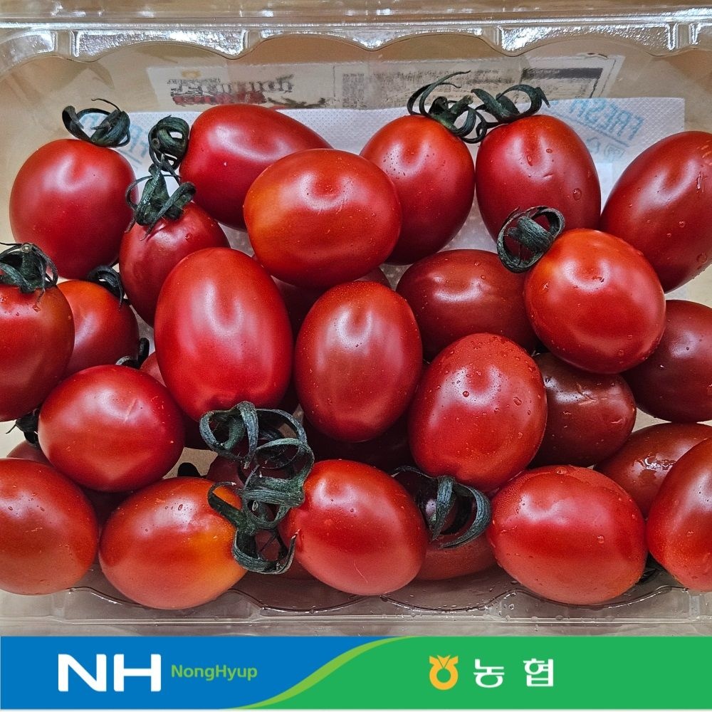 [롯데온] 스테비아 대추방울토마토 4kg (19,940원/무료)