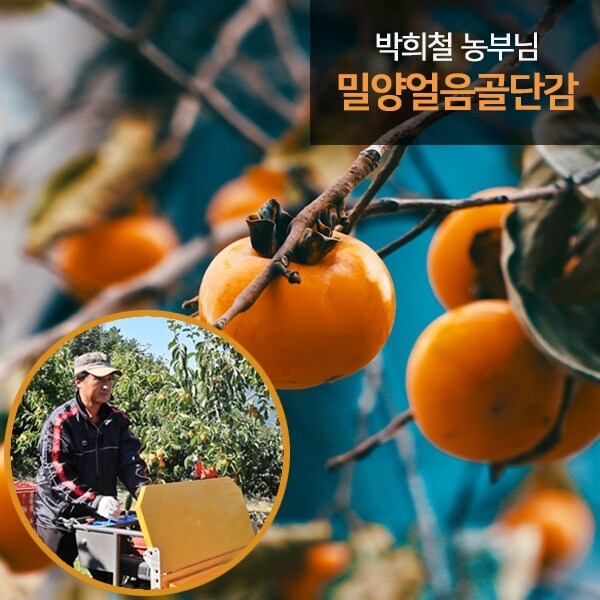 [G][참다올]밀양 얼음골단감 대과 10kg(41-46과)