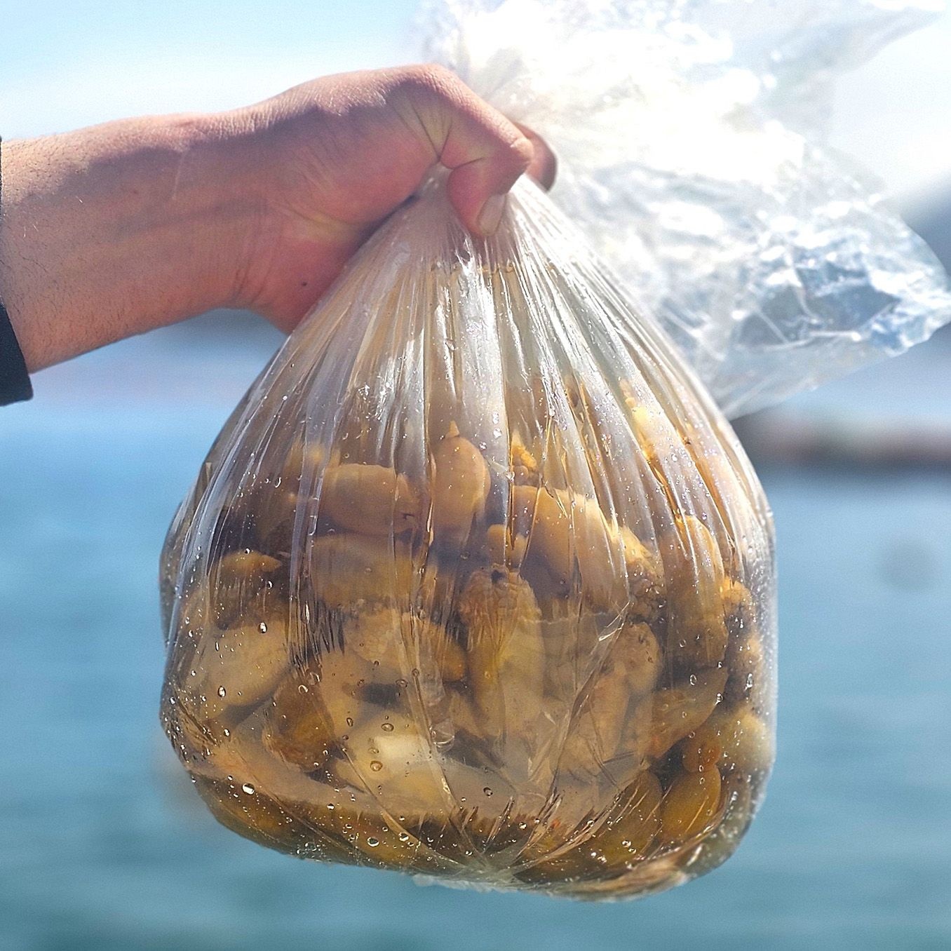 횟감용 자연산 활 미더덕 오만둥이 2kg 1kg 500g 미더덕회 오만디 산지직송