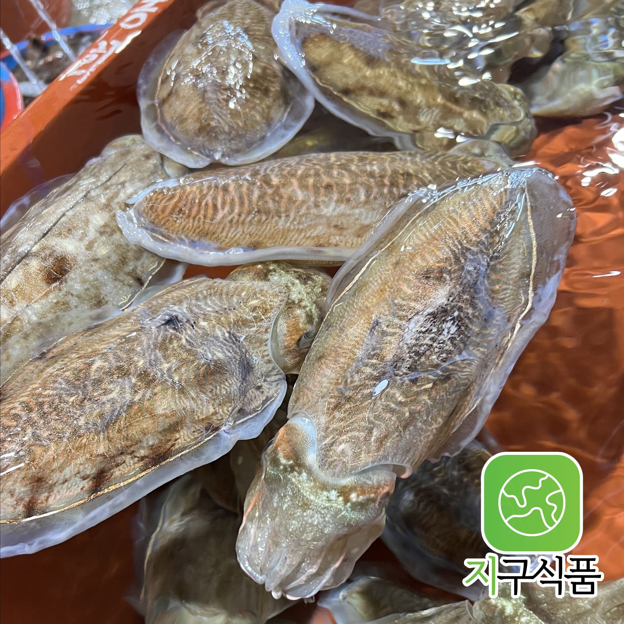 당일바리 생물 활 갑오징어 특대 1kg 국내산 활오징어 손질 급냉 산지직송 제철 오징어회