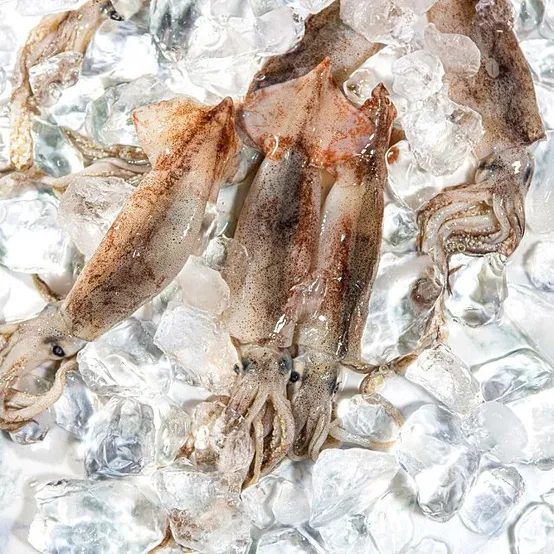 동해안 자연산 급냉오징어 1KG(7-8미) 산지직송 국내산 생물 오징어통찜
