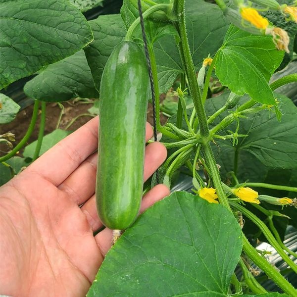 [오커최고] 한입 미니오이 500g 1kg 2kg 아삭한 오이