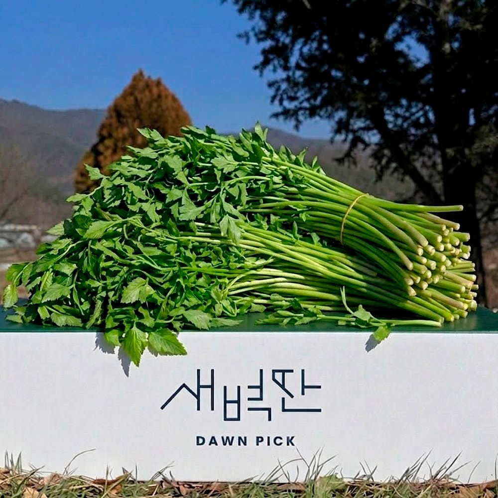[선착20%쿠폰!] 변규성 농부의 청도 한재 미나리 1kg