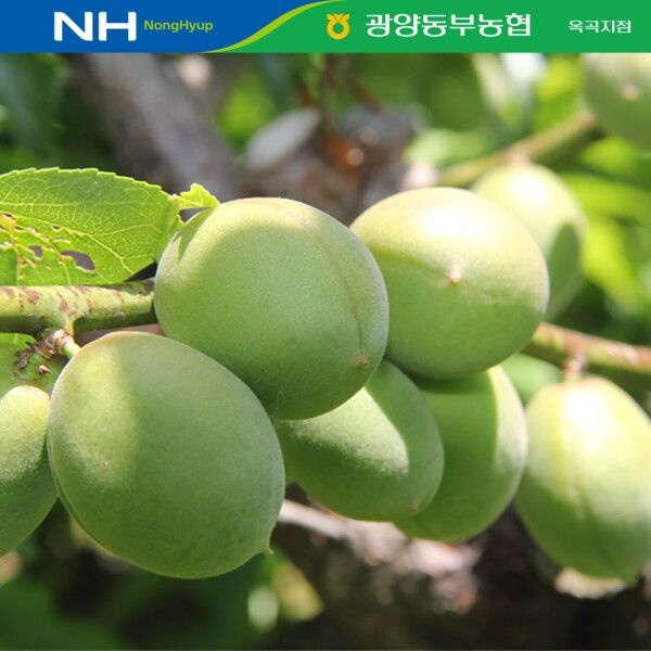 [이베따] 광양 옥곡농협 청매실 10kg(특)