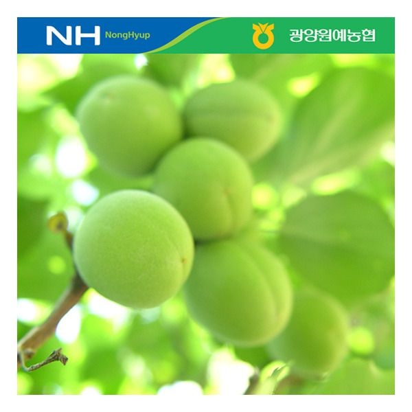 [이베따] 광양원예농협 광양매실 10kg(특)