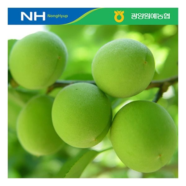 [이베따] 광양원예농협 광양매실 5kg(대)