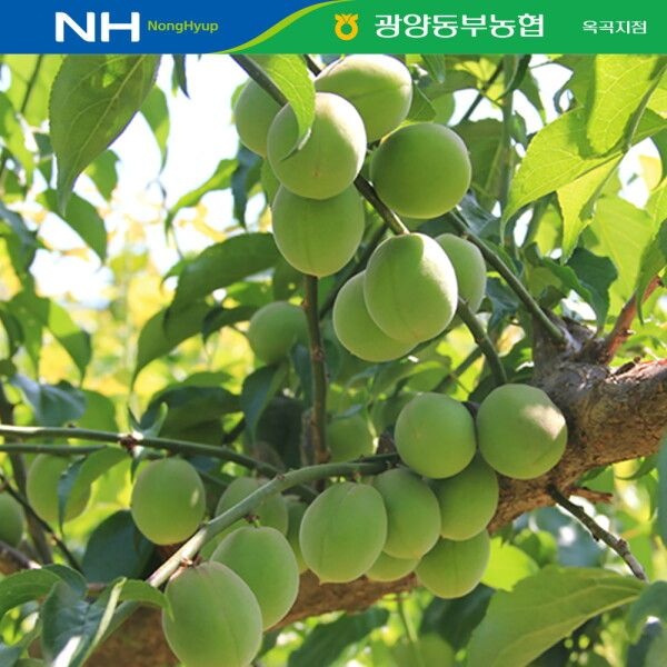 [이베따] 광양 옥곡농협 청매실 5kg(왕특)