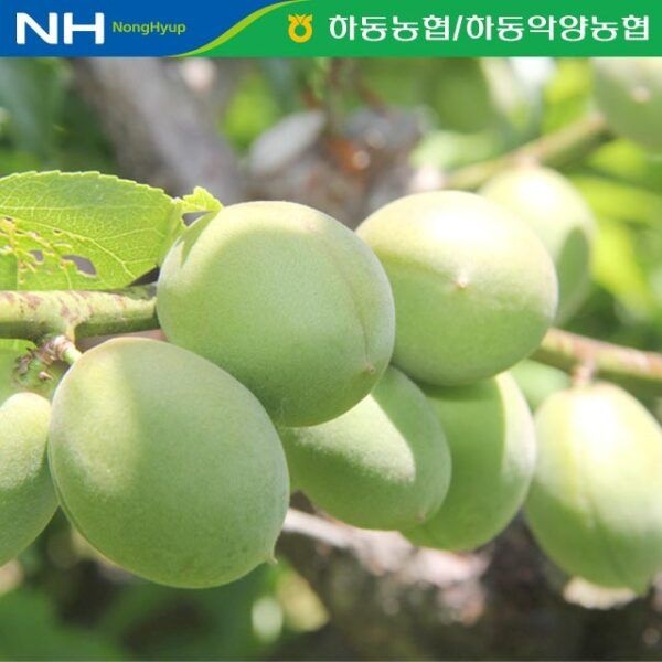 [이베따] 하동 공동선별 매실 10kg(특)