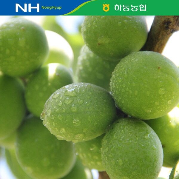 [이베따] 하동농협 매실 5kg(대)