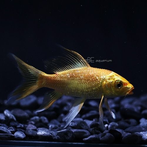 [에이투비]골든 버터플라이 코이 / 10cm 전후 / 1마리