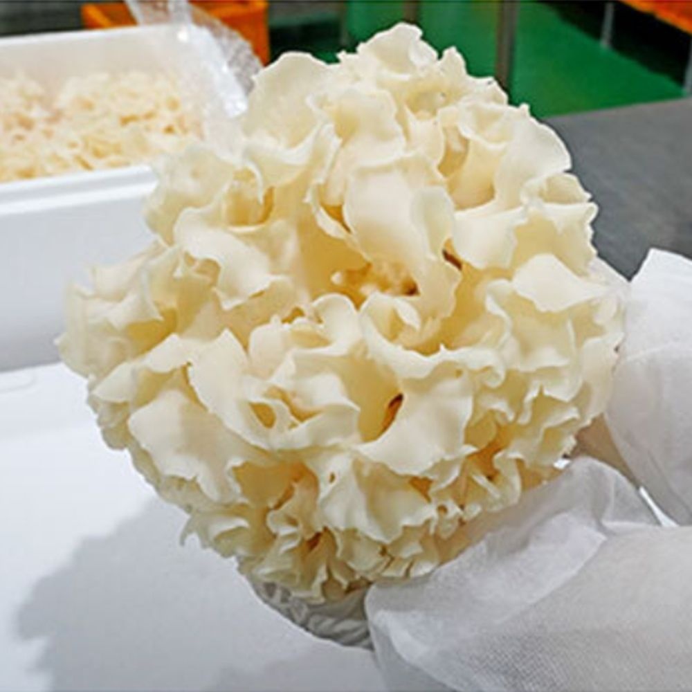 국산 꽃송이버섯 생버섯 버섯 생 1kg