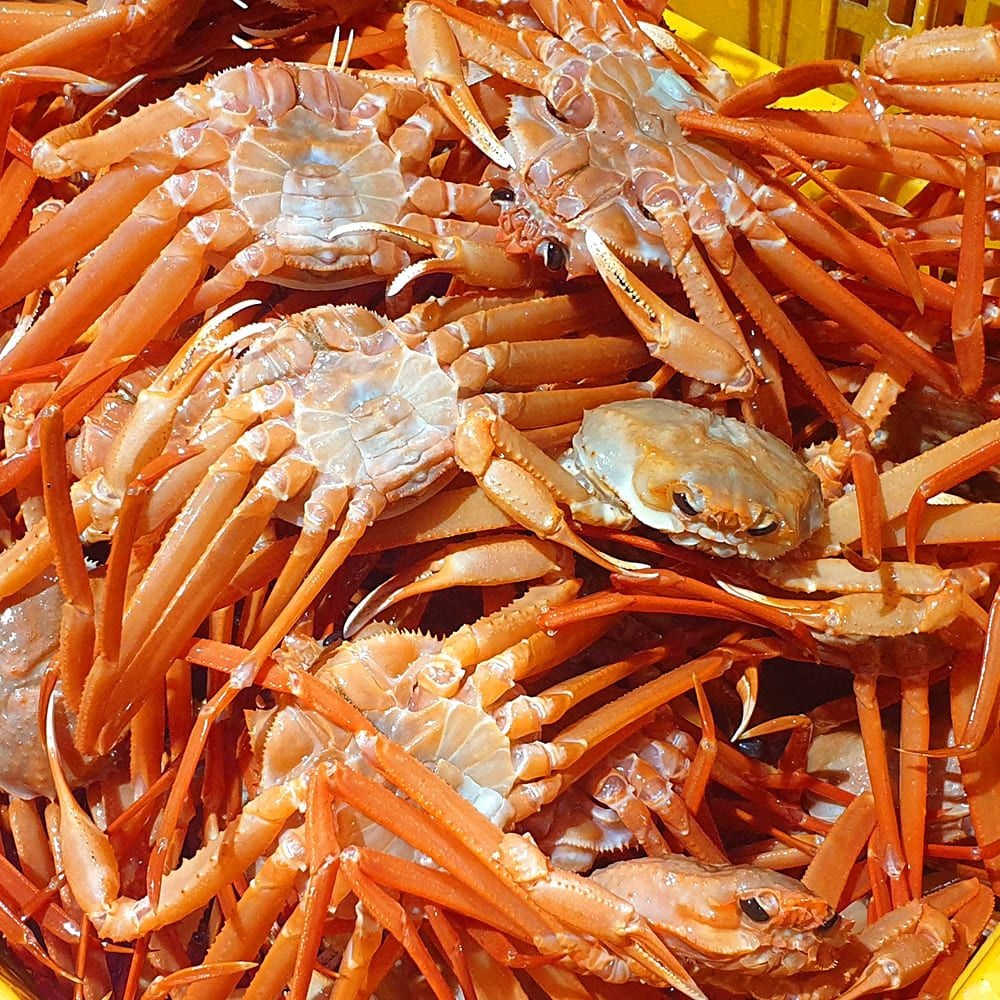 국내산 후포 박달홍게 3KG 당일조업 찜용 홑게 게찜 홍게라면
