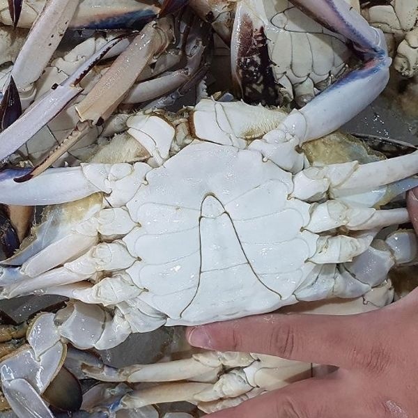 연평도 활 숫 꽃게 3kg 15-18미 소 생물꽃게 햇꽃게 활꽃게 활...