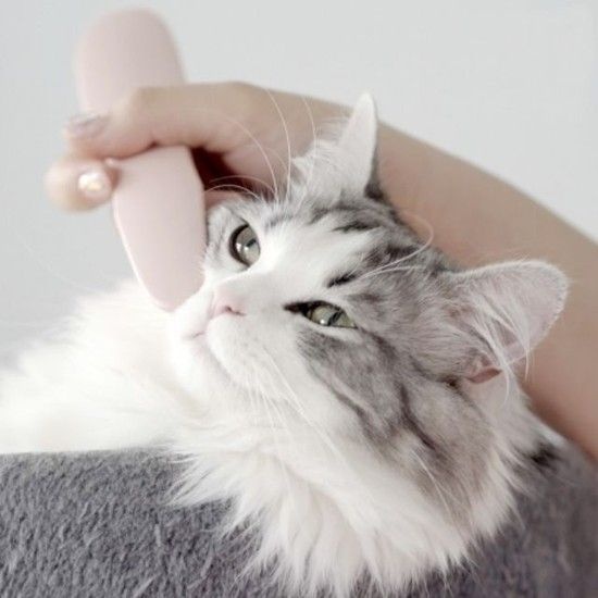 Groomy 정품 고양이 마사지 브러쉬 빗 반려동물 용품 고양이가핥는이유