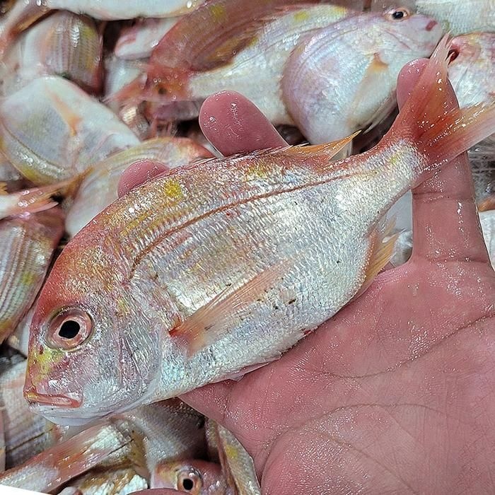 통영 꽃돔 1kg 6-8미 자연산 꽃돔 황돔 냉동꽃돔 생물꽃돔 벵꼬돔 꽃 도미 자연산돔 흰살생선