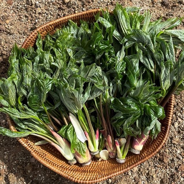 엄나무순 개두릅 500g