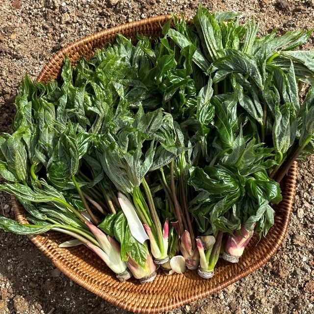 엄나무순 개두릅 1kg