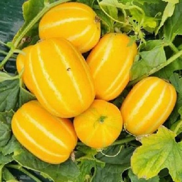 [온누리상품] [아달달농산] 17브릭스 고당도 성주 참외 1.5kg 3kg 5kg 10kg 가정용 참외