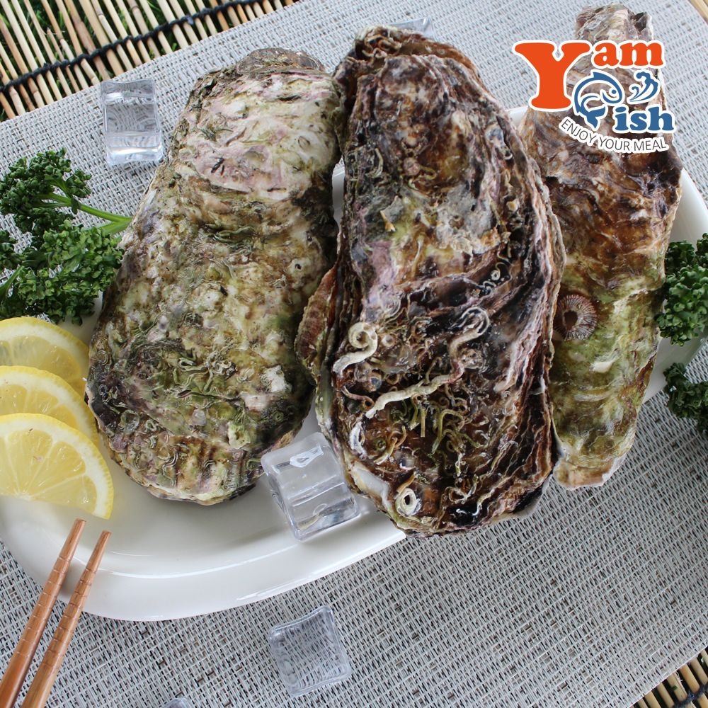 삼배체굴 큰굴 석화 3kg