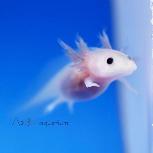[에이투비][묶음할인 ] 아홀로틀 / 핑크 우파루파 / 7-8cm 전후 / 2 마리