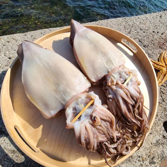 동해안 국내가공 반건조 오징어 피데기 10마리