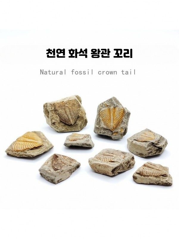 [해외] 삼엽충 화석 과학 교육용 표본 고생물학 수집품 원석 장식 이색 컬렉션 교구용품