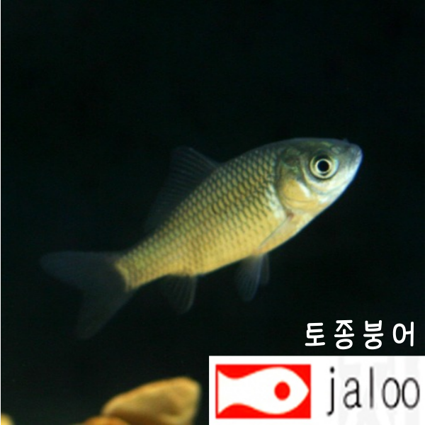 생먹이 자루 토종붕어 50마리~ 토종 민물고기 치어 먹이용 관상용 연못 어항 방생 수족관
