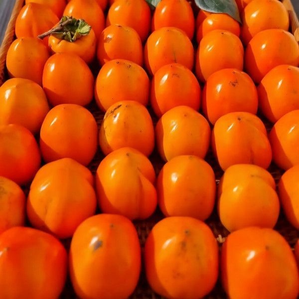 국내산 대봉감 대봉시 중대과 10kg (41-49과 내외)