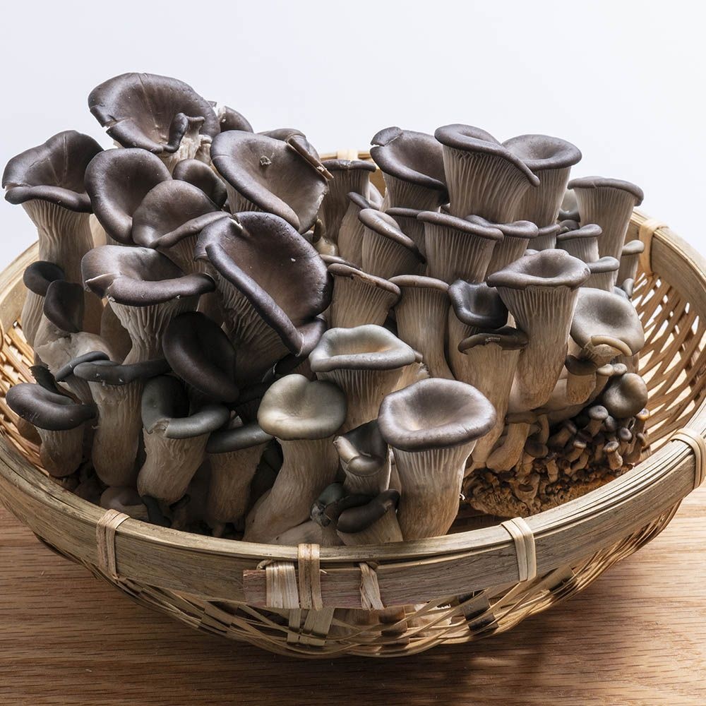 국내산 느타리버섯 1kg