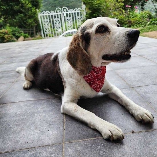 개 고양이 케이프 반다나 소형견 중형견 대형견 넥스카프 반려견