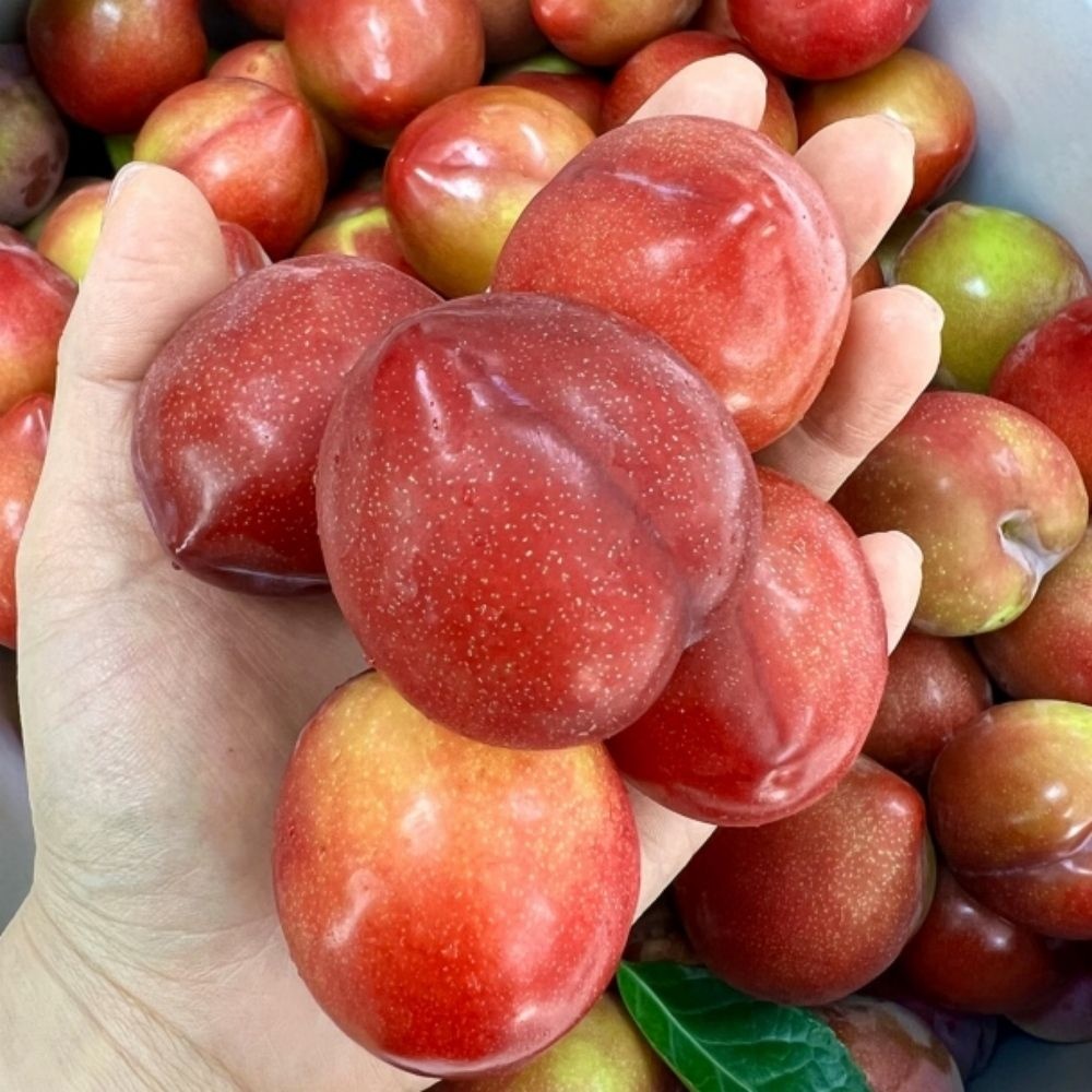 홍쁘로식품 경북 새콤달콤 노지 햇자두 1KG 제철 생과일  영양간식  꿀자두