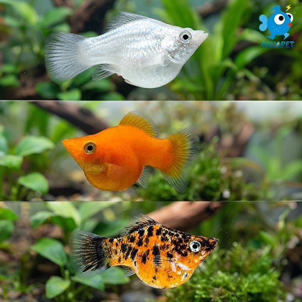 넷마블스토어 아쿠아펫 인기있는 풍선몰리 3종류 암컷 4마리(플래티넘 화이트,오렌지,오렌지 블랙마블)