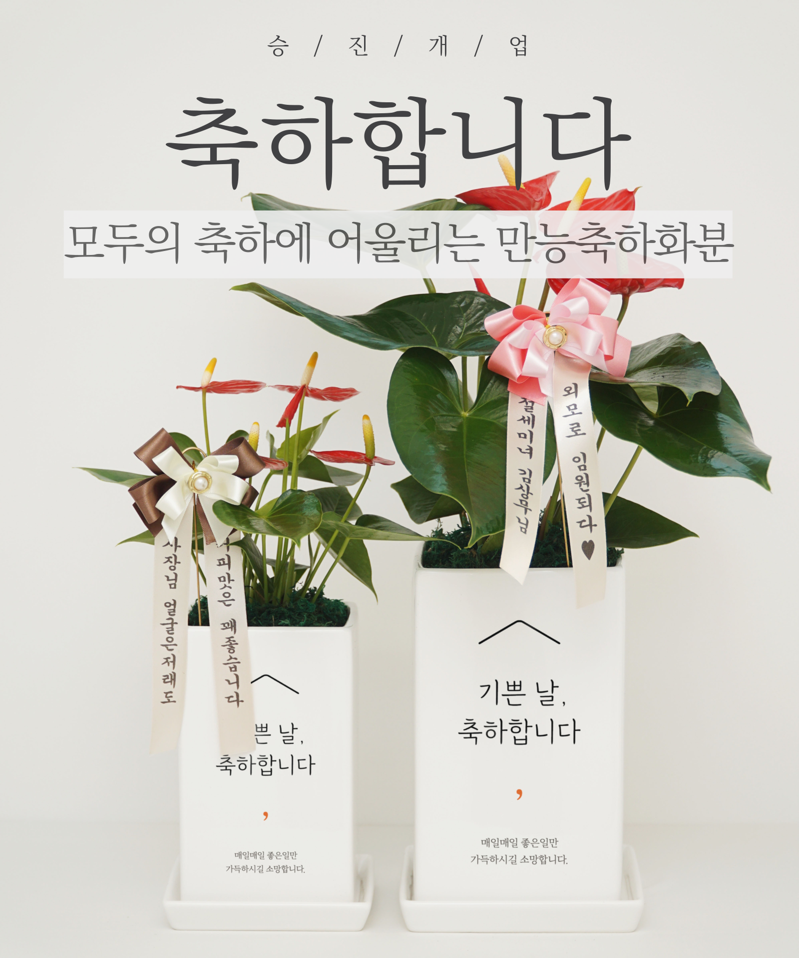 [화분이야기][리본세트] 축하전용화분 승진축하 개업축하 영전 금전수 스투키 선물 화환
