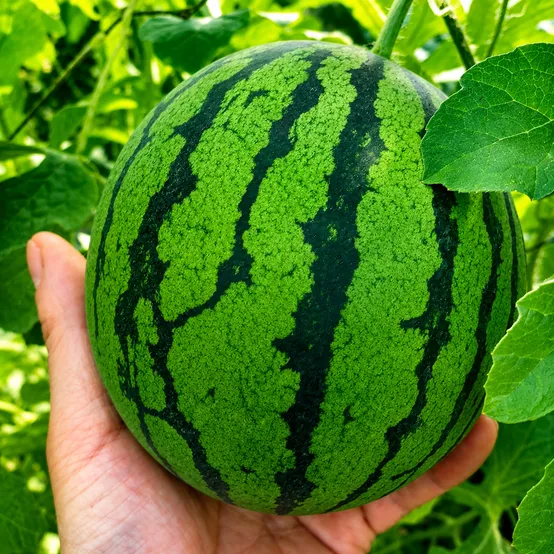 고당도 애플 수박 4통 (개당 900G 이상)