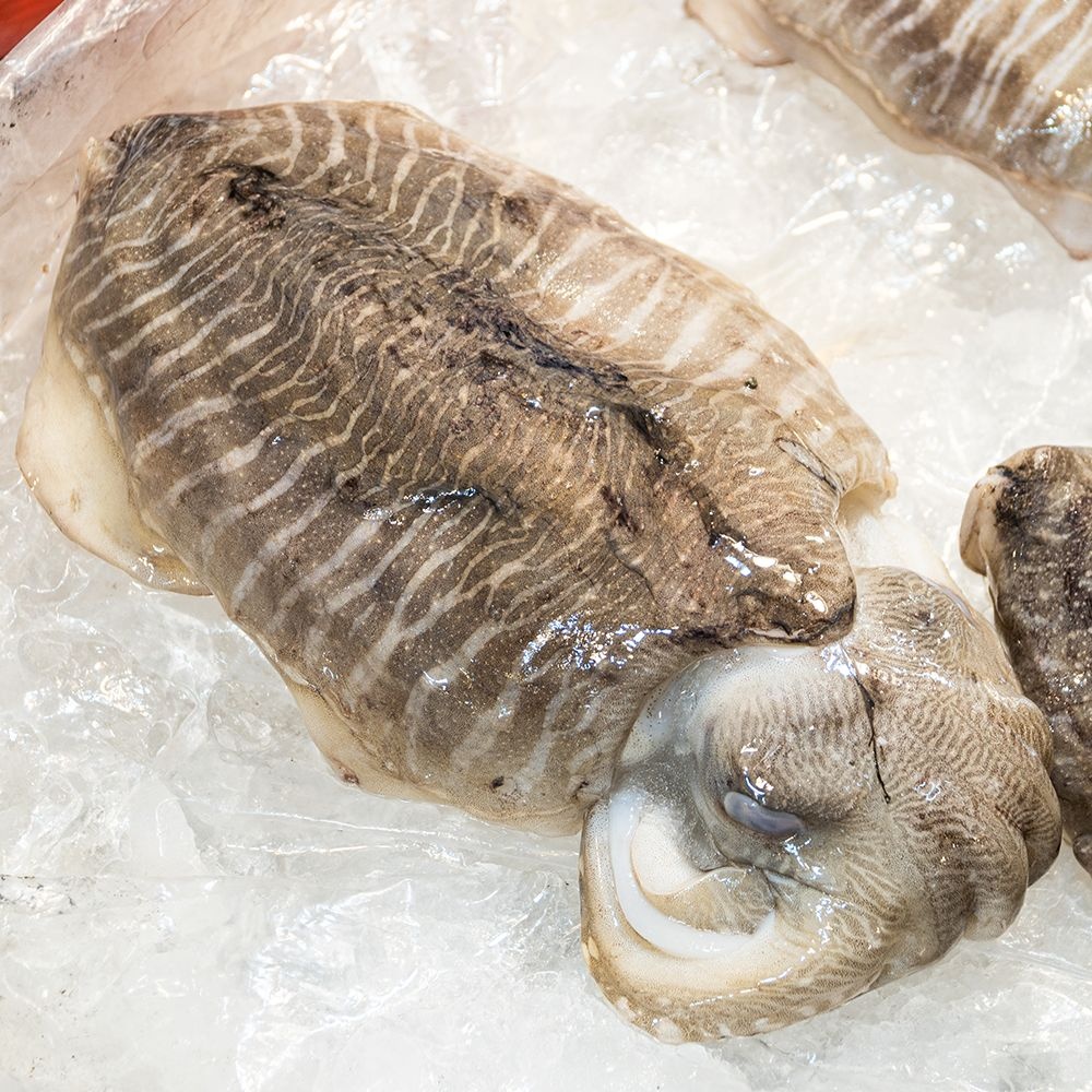 [롯데온] 국산 갑오징어 1kg 1~3미 (13,840원/무료)